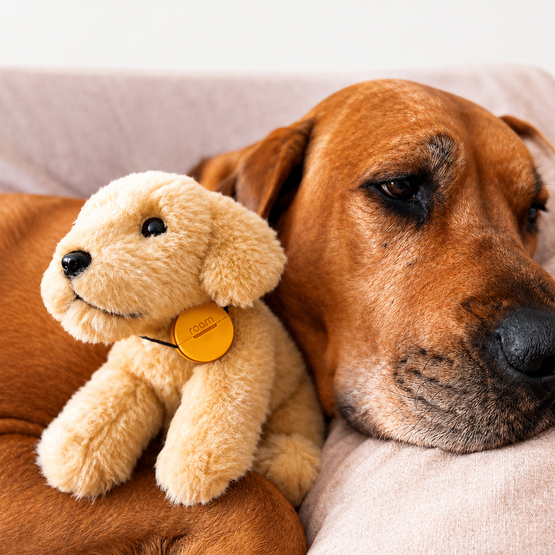 Dog resting on a couch with Roam Smart Pet Tracker plush toy - GPS tracker for pets